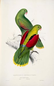 iki kırmızı kanatlı papağan by Edward Lear